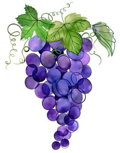 a bunch of purple grapes with green leaves on top and bottom, hanging from a vine