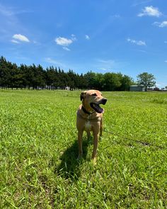 a brown dog standing on top of a lush green field next to a blue sky