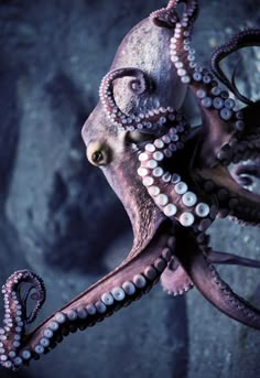 an octopus is standing in the water with it's tentacles curled up and eyes open