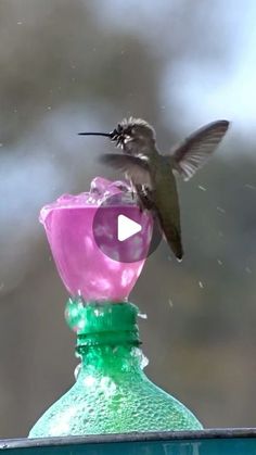 a hummingbird is flying towards a pink flower