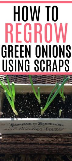 how to regrow green onions using scraps in the garden with text overlay that reads, how to regrow green onions using scraps