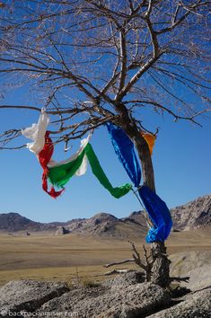 a tree with colorful ribbons hanging from it's branches in the middle of nowhere