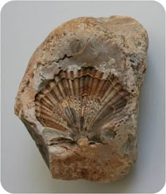 a rock with a shell embedded in it on a white surface next to a wall