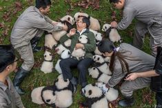 a group of people standing around some panda bears