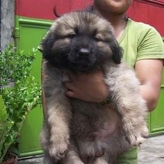 a woman is holding a puppy in her arms and smiling at the camera while standing next to a potted plant