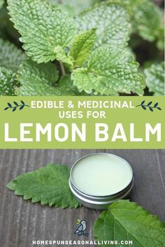 lemon balm with the title edible and medical uses for lemon balm on it