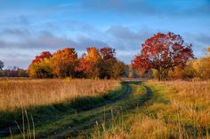 a dirt road surrounded by tall grass and trees with fall colors on the trees in the background