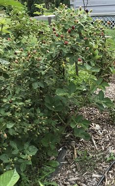 a bush with red berries growing in the ground next to a building and fenced area