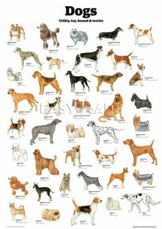 an image of dogs that are in different colors and sizes, with the names below them