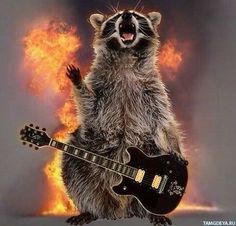 Cute Raccoon Pictures, Trash Monster, Fat Raccoon, Rocket Raccoon