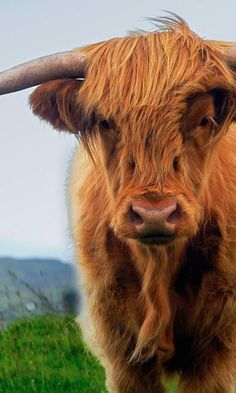 an animal with long horns standing in the grass