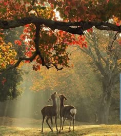 two deer standing in the middle of a field under a tree with sunbeams