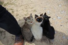 three cats sitting next to each other on top of a dirt ground near a person's feet