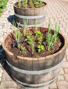 three wooden barrels with plants growing in them