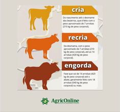 an image of animals that are labeled in spanish