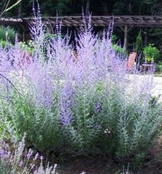 purple flowers are in the middle of a garden