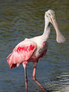 a pink and white bird standing in the water with it's long legs spread