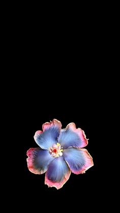 a blue and pink flower on a black background