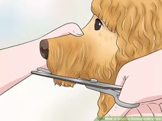 a dog getting his hair cut with scissors