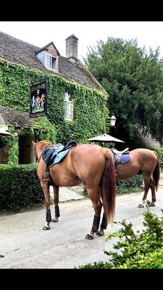 a brown horse standing in front of a house covered in vines and ivys with a saddle on it's back