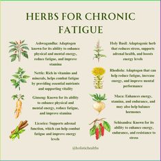 the herbs for chronic fatigue chart