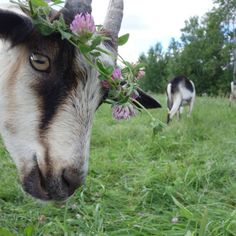 a goat with flowers in it's mouth and another animal behind it eating grass