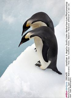 two penguins standing in the snow with their beaks touching each other's heads