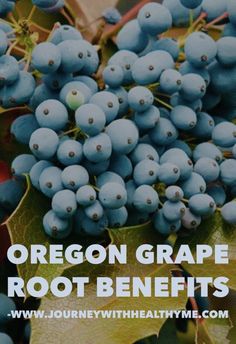 Oregon Grape Plant, Oregon Grape Recipes, Oregon Grape Root Benefits, Healthy Harvest, Herb Tinctures, Grapes Benefits, Grape Uses, Oregon Grape, Fruit Health Benefits