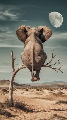 an elephant sitting on top of a tree branch in the middle of a desert under a full moon