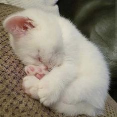 a white kitten sleeping on top of a couch