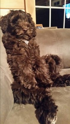 a brown dog sitting on top of a couch in front of a window with it's paw hanging out