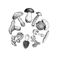 a black and white drawing of different mushrooms