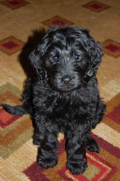 a small black dog sitting on top of a rug