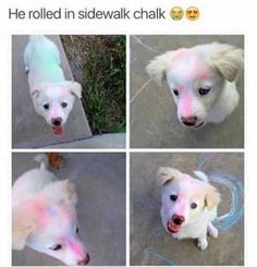 four pictures of a white dog with pink and blue hair on it's face