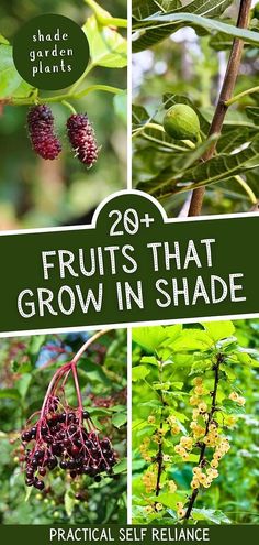 fruit that grow in shade with the title 20 fruits that grow in shade