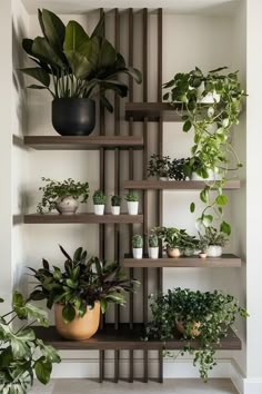 many houseplants are arranged on the shelves in this room