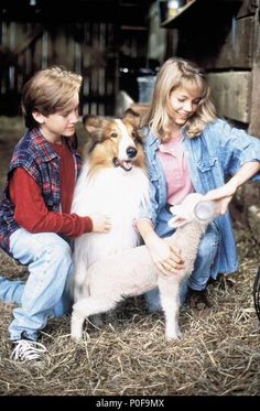 two children and a dog are sitting in the hay with their pet sheep, which is being groomed by another child