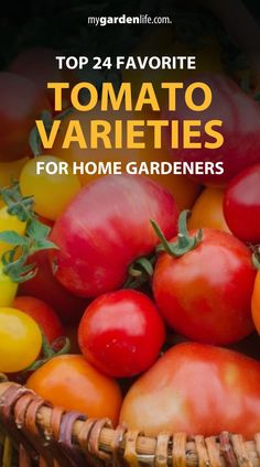 tomatoes and other vegetables in a basket with text overlay top 24 favorite tomato varieties for home gardeners