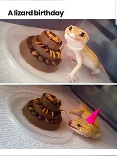 two lizards sitting on top of each other in front of a birthday cake