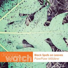 a close up of a leaf on the ground with words below it that read, black spots on leaves pawpaw mildew