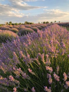 lavender flowers are blooming in the field