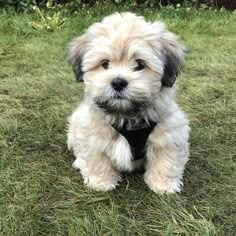 a small white and black dog sitting in the grass