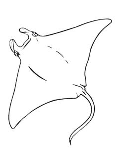 a black and white drawing of a manta ray