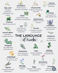 the language of herbs is shown in this graphic style, with different types of plants and their names