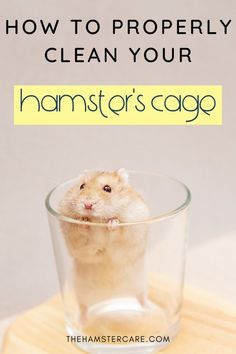 a hamster in a glass with the words how to properly clean your hamster's cage