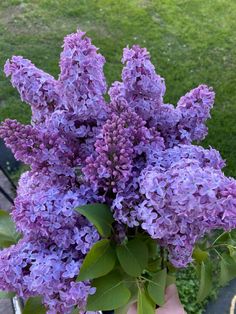 a person holding a bouquet of lilacs in their hand