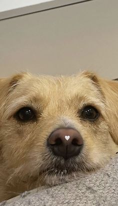 a close up of a dog laying on a bed with it's nose sticking out