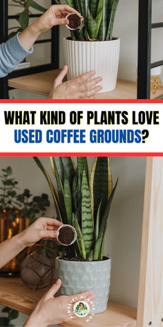 two people are holding plants in their hands and the text, what kind of plants love used coffee grounds?