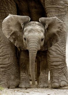 two baby elephants standing next to each other