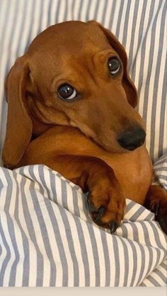 a brown dachshund laying on top of a bed covered in striped sheets